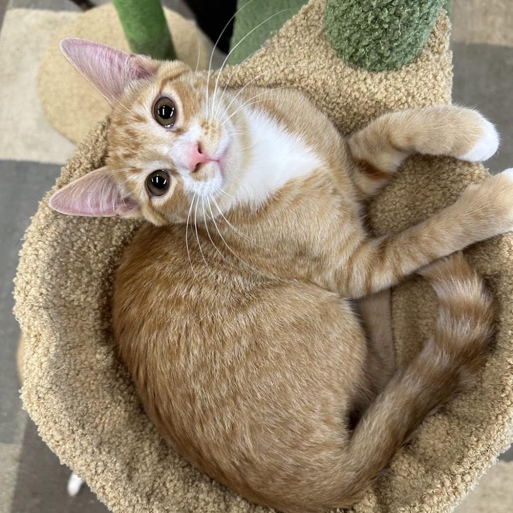 Angelo, a Adoptable Domestic Short Hair in Nowata, OK image 3/6