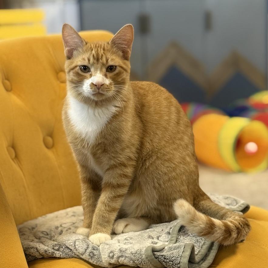 Angelo, a Adoptable Domestic Short Hair in Nowata, OK image 3/6