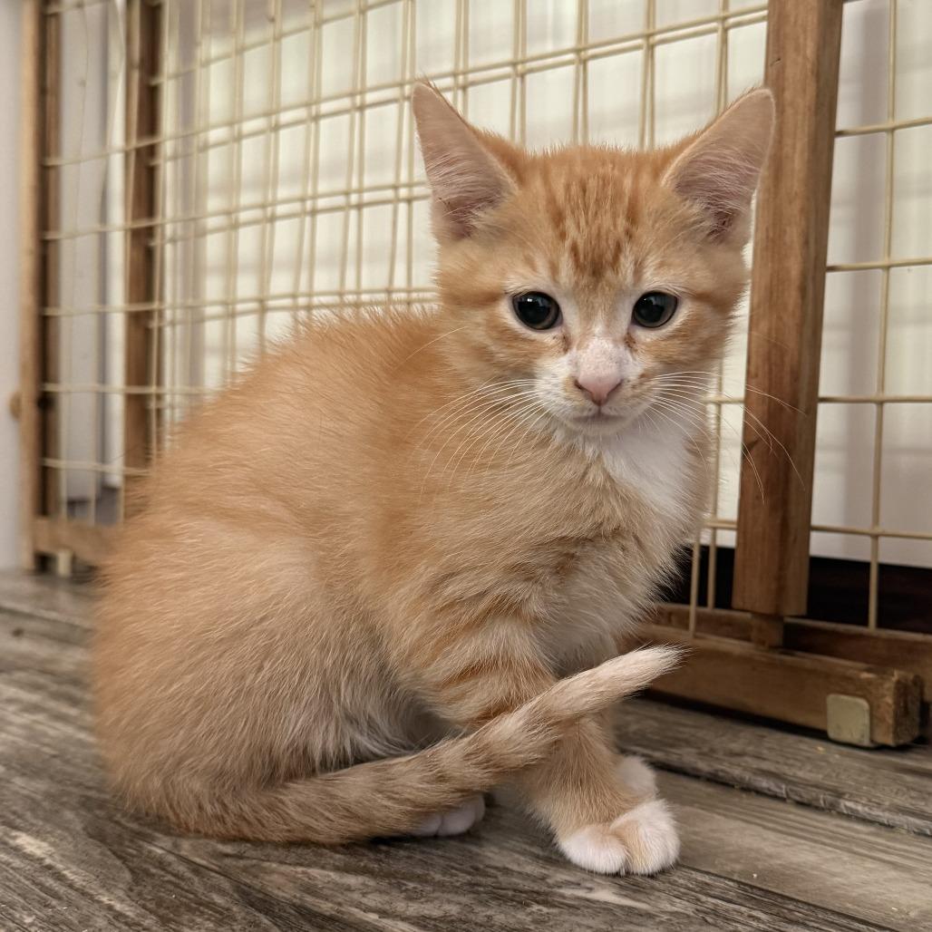 Angelo, a Adoptable Domestic Short Hair in Nowata, OK image 4/6