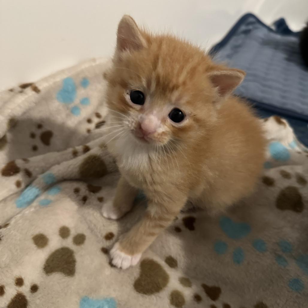 Angelo, a Adoptable Domestic Short Hair in Nowata, OK image 6/6
