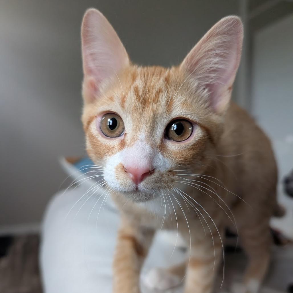 Angelo, a Adoptable Domestic Short Hair in Nowata, OK image 5/6