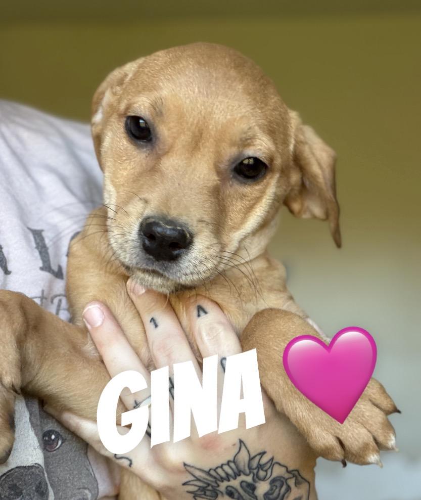 Gina photo