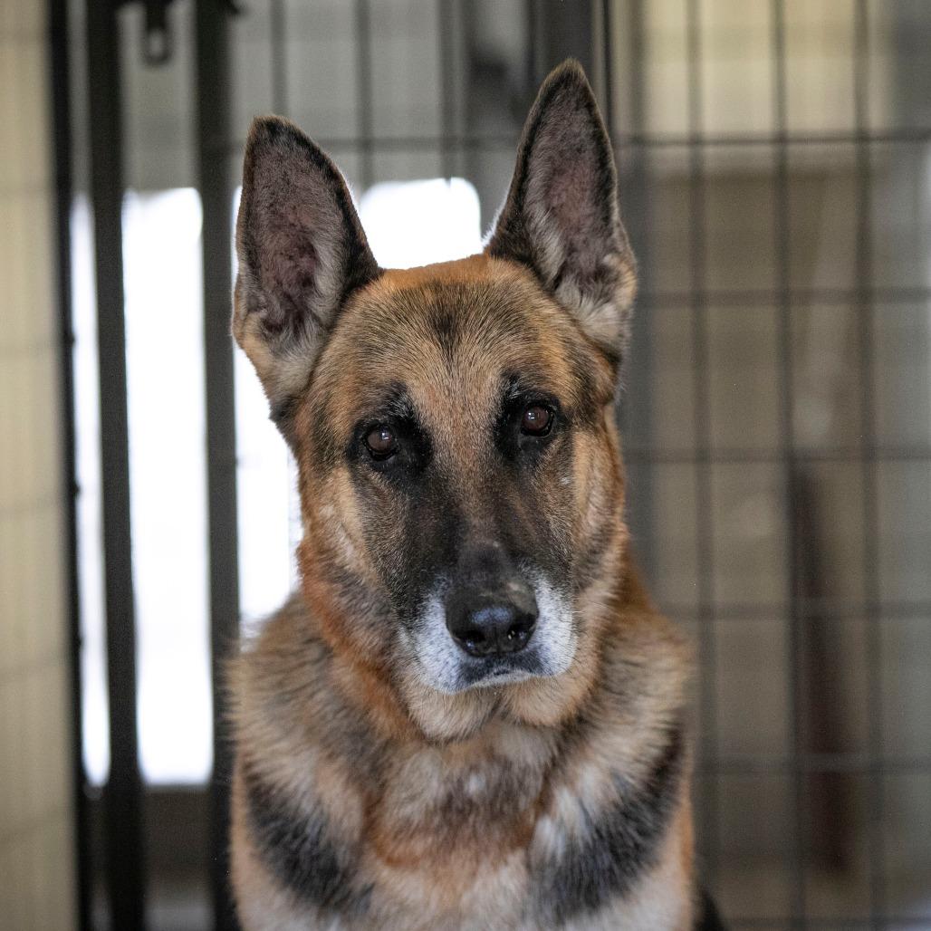 Benji (S25-46), a Adoptable German Shepherd Dog in Peyton, CO image 1/6