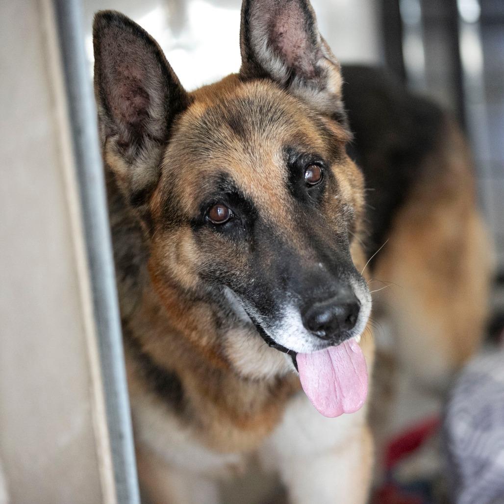 Benji (S25-46), a Adoptable German Shepherd Dog in Peyton, CO image 2/6