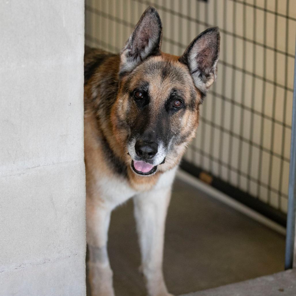 Benji (S25-46), a Adoptable German Shepherd Dog in Peyton, CO image 4/6