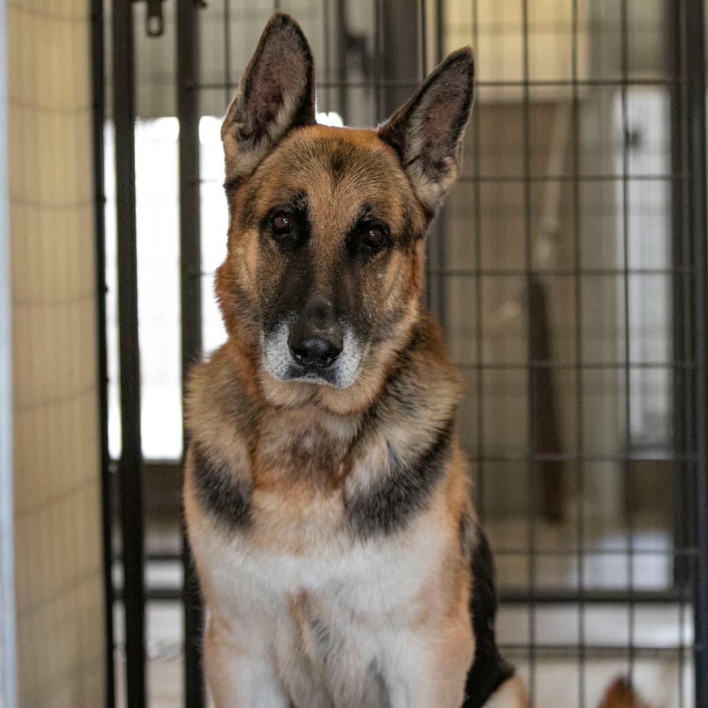 Benji (S25-46), a Adoptable German Shepherd Dog in Peyton, CO image 6/6