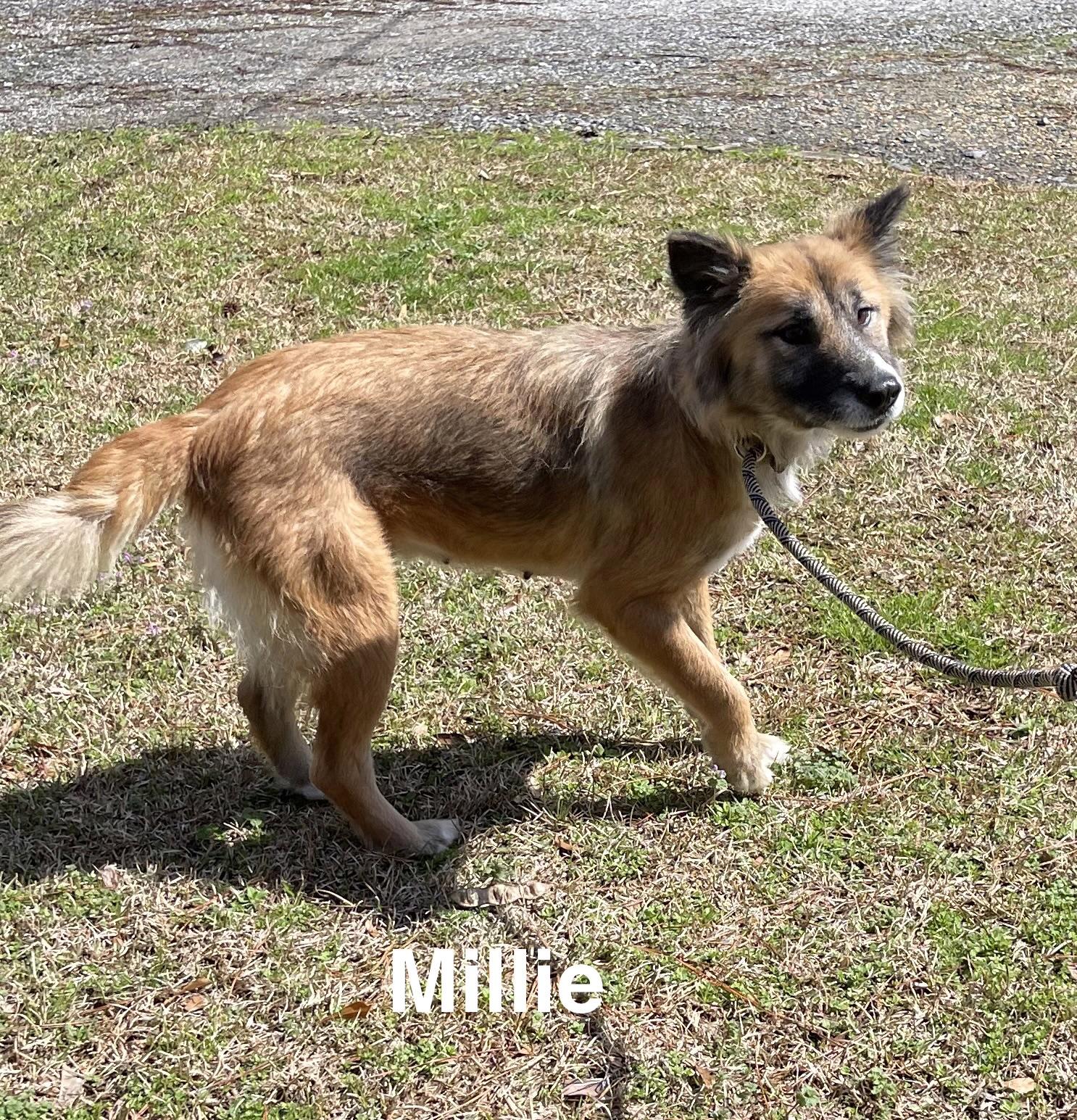 Millie, ADOPTABLE, Adult Female Shepherd.