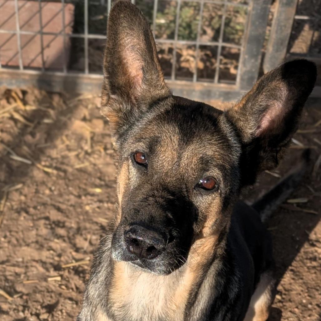 Honey, Adoptable, Adult Female Belgian Shepherd / Malinois & Mixed Breed.