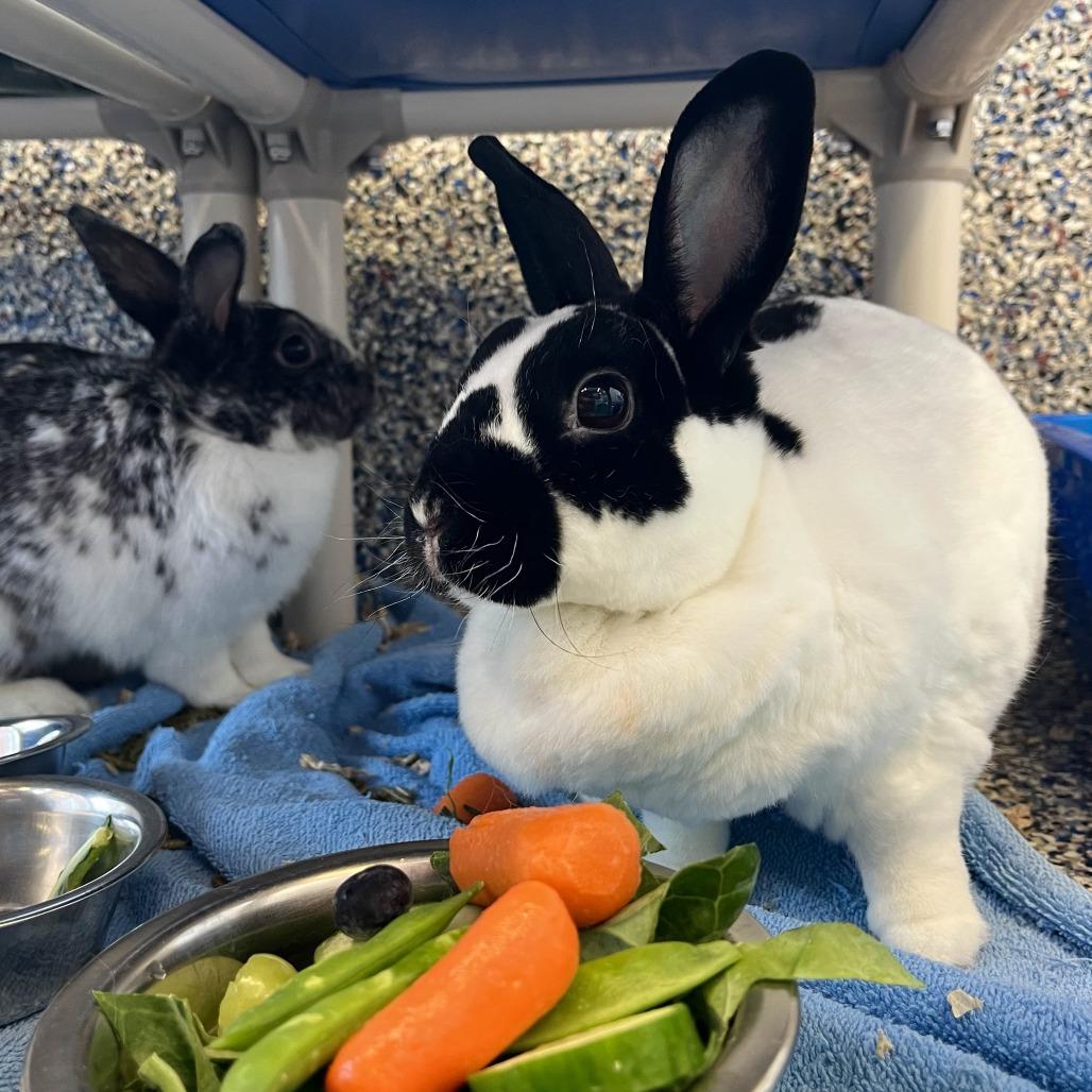 Enlarge Timber, a Adoptable Bunny Rabbit in Fairport, NY image 1/4