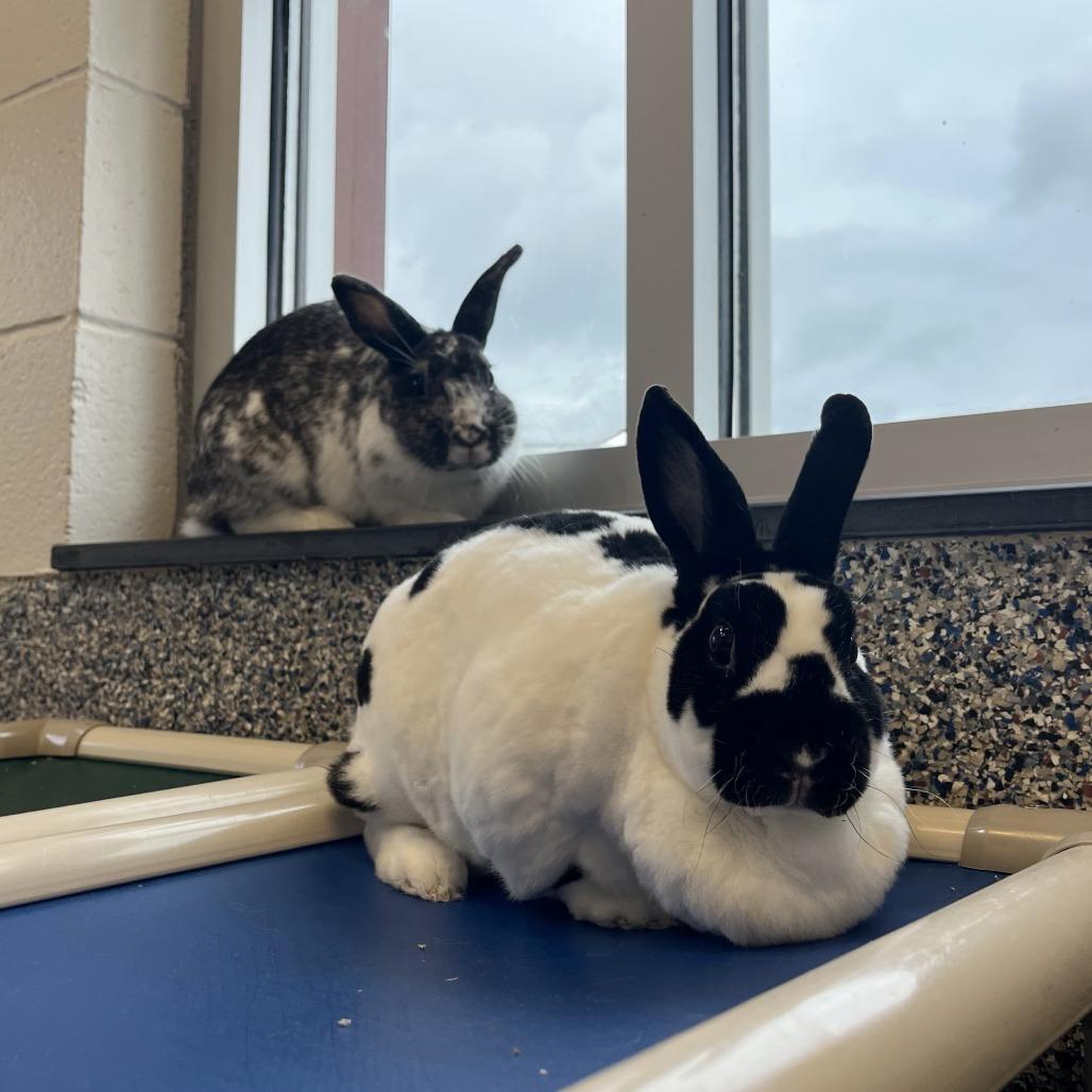 Enlarge Timber, a Adoptable Bunny Rabbit in Fairport, NY image 2/4