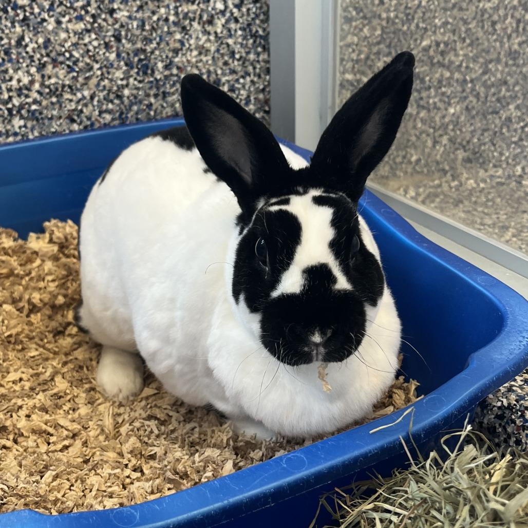 Enlarge Timber, a Adoptable Bunny Rabbit in Fairport, NY image 3/4