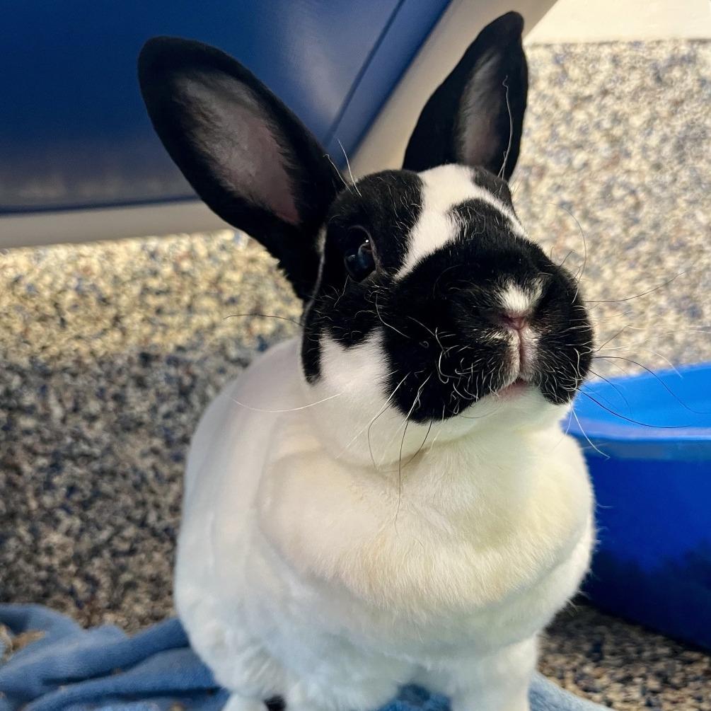 Enlarge Timber, a Adoptable Bunny Rabbit in Fairport, NY image 4/4