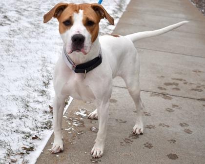 Indy, Adoptable, Adult Female Mixed Breed & Mixed Breed.