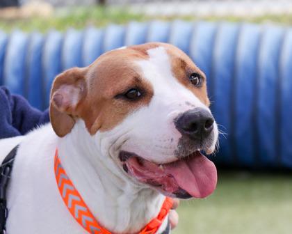 Enlarge Indy, a Adoptable Mixed Breed in West Seneca, NY image 1/3