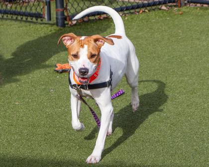 Lila, Adoptable, Adult Female Mixed Breed & Mixed Breed.