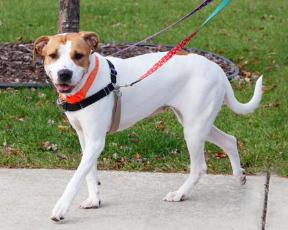 Enlarge Lila, a Adoptable Mixed Breed in West Seneca, NY image 2/3