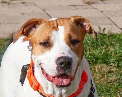 Enlarge Lila, a Adoptable Mixed Breed in West Seneca, NY image 3/3