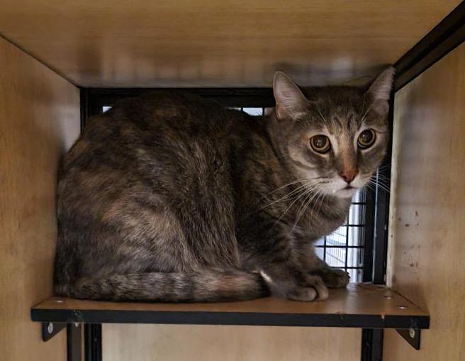 Sophie, Adoptable, Young Female Domestic Short Hair.