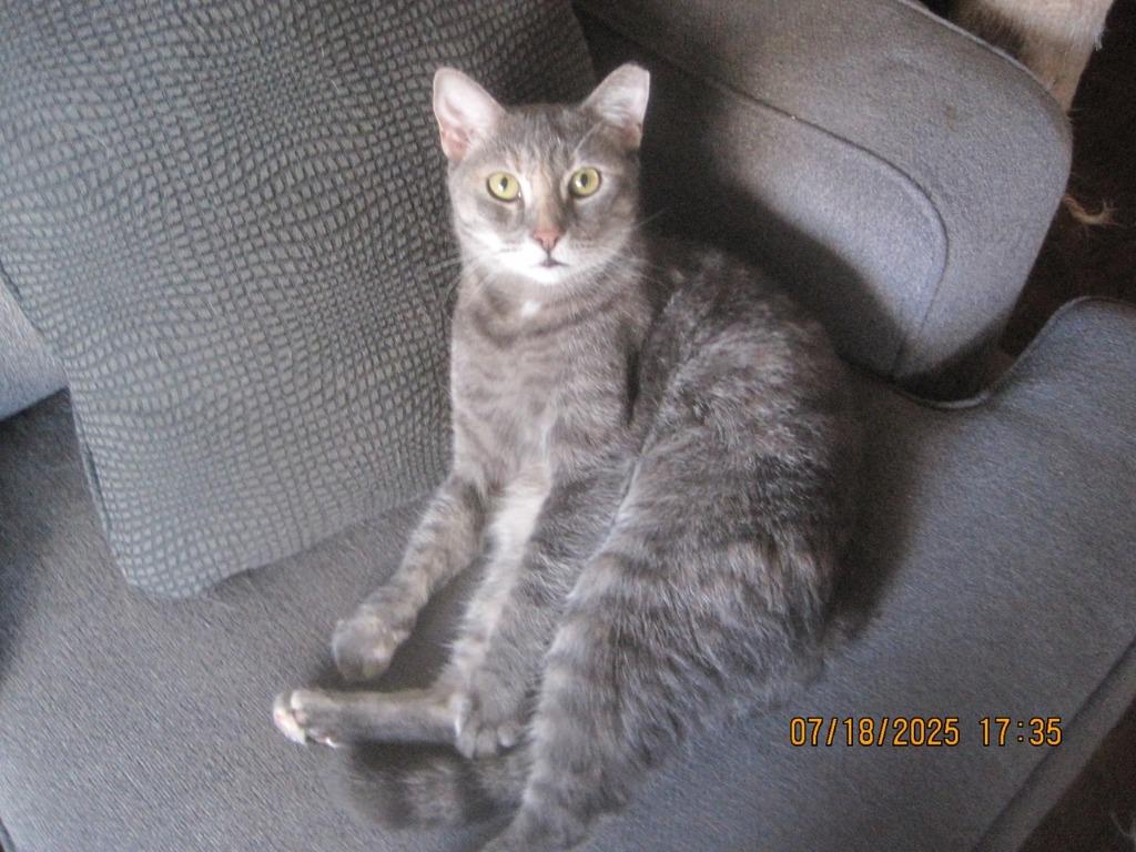 Sophie, Adoptable, Adult Female Domestic Short Hair.