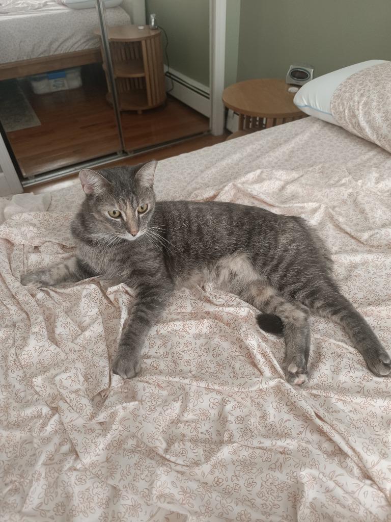 Enlarge Sophie, a Adoptable mixed breed in New York, NY image 4/6