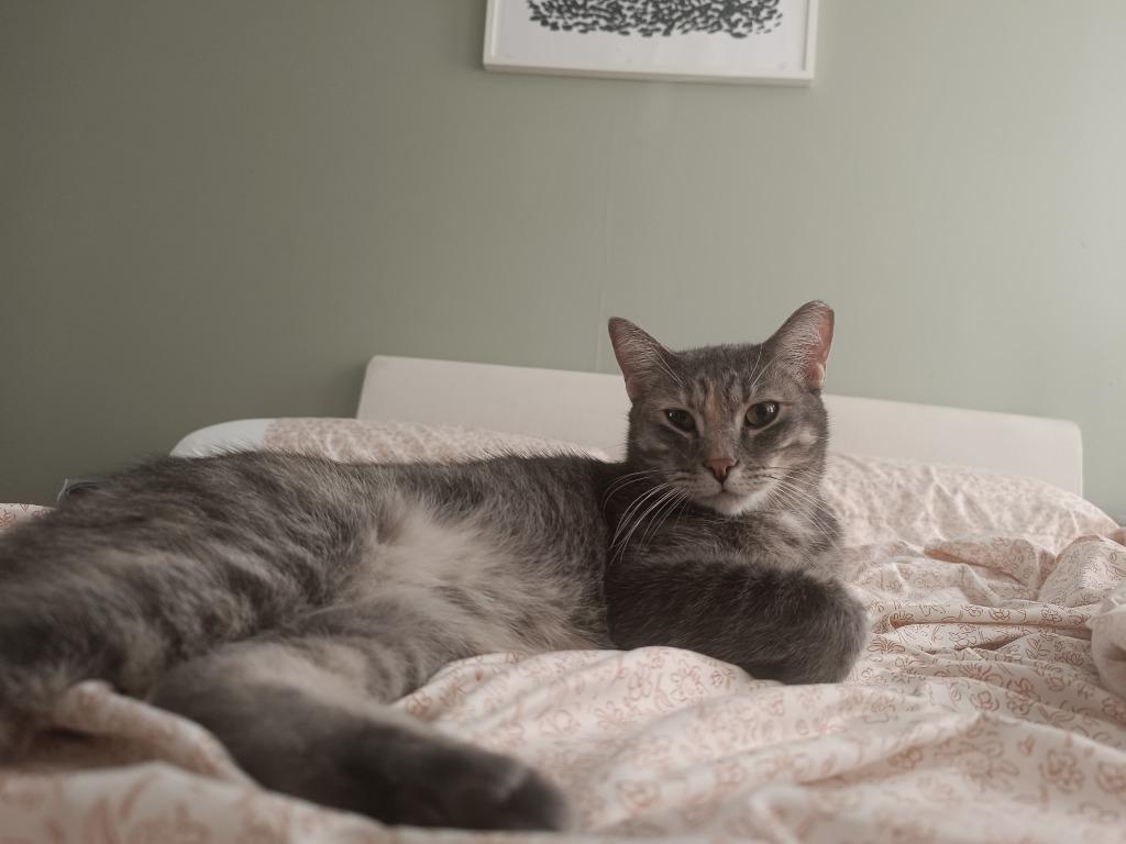 Enlarge Sophie, a Adoptable mixed breed in New York, NY image 5/6