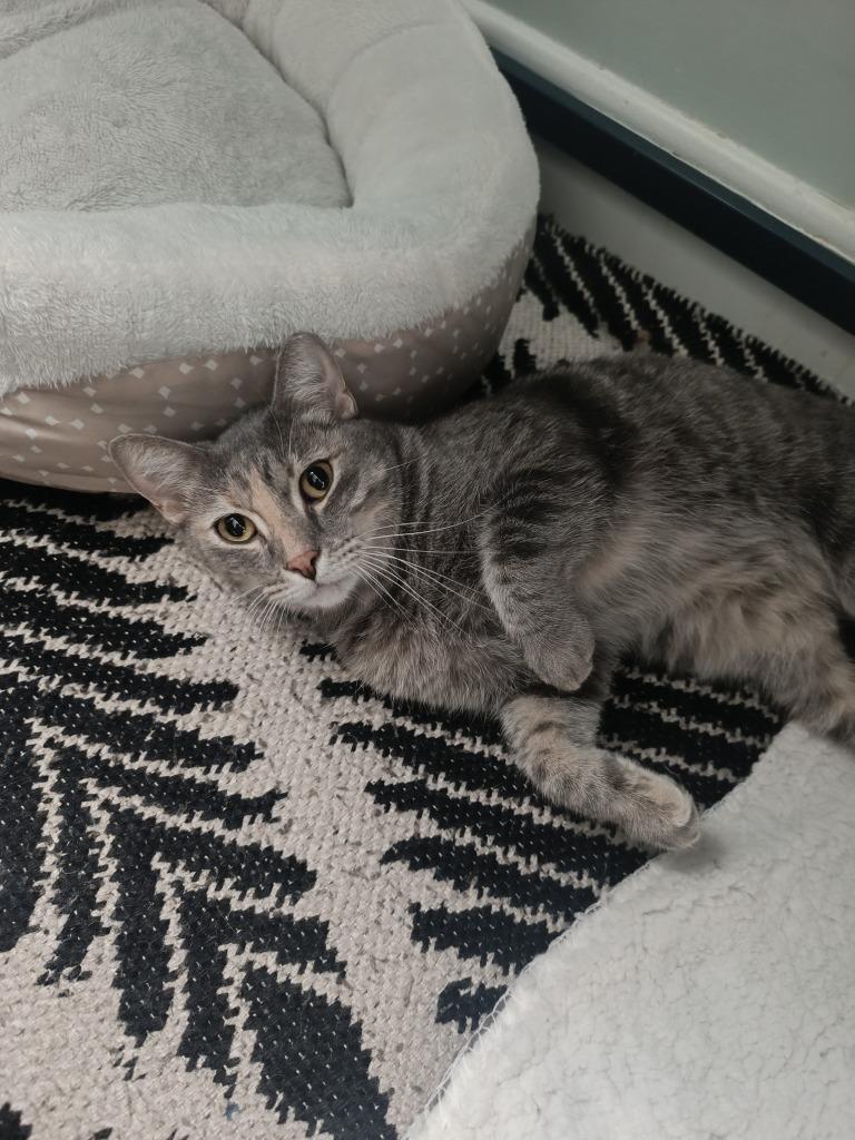 Enlarge Sophie, a Adoptable mixed breed in New York, NY image 6/6