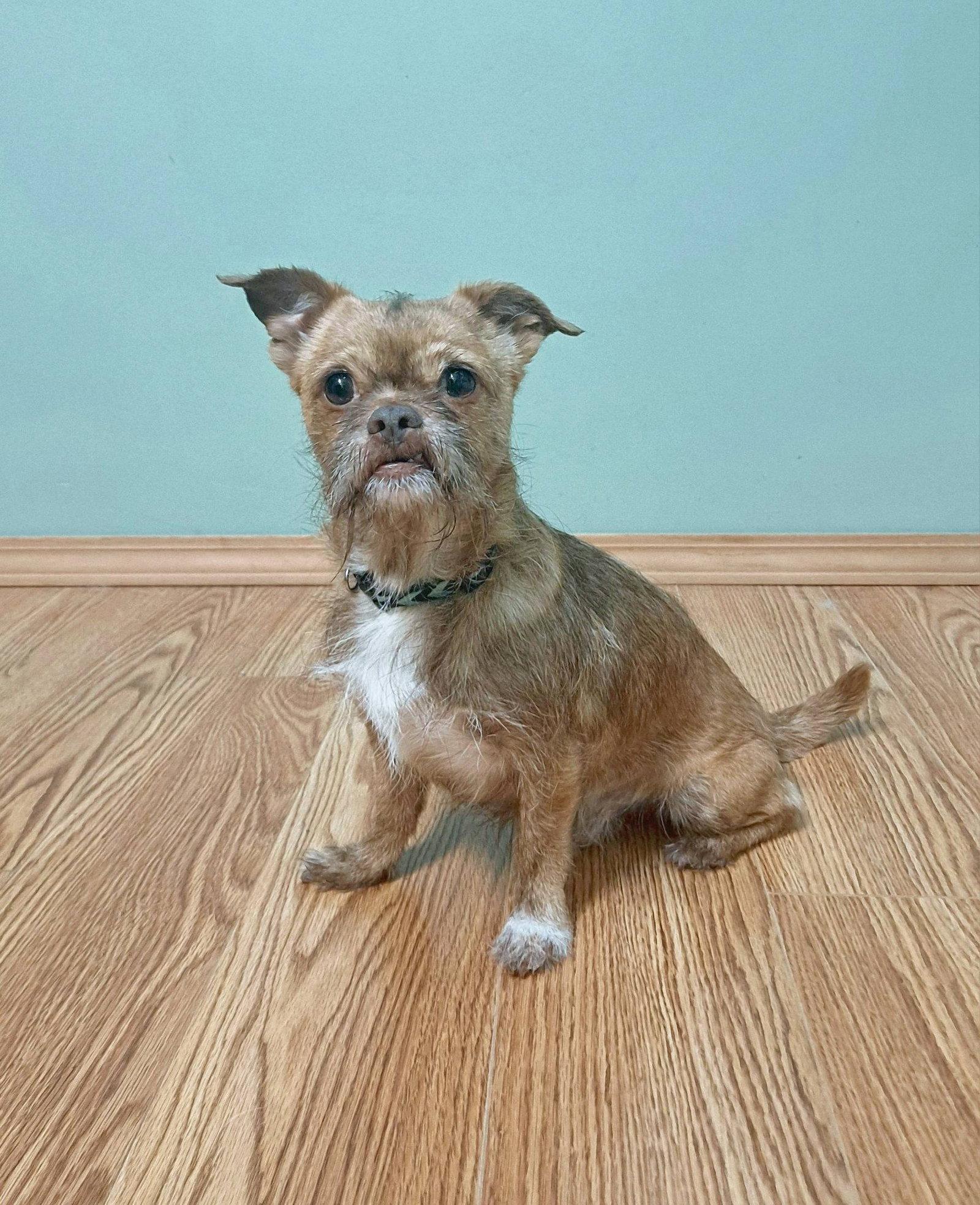 Ollie, Adoptable, Adult Male Brussels Griffon.