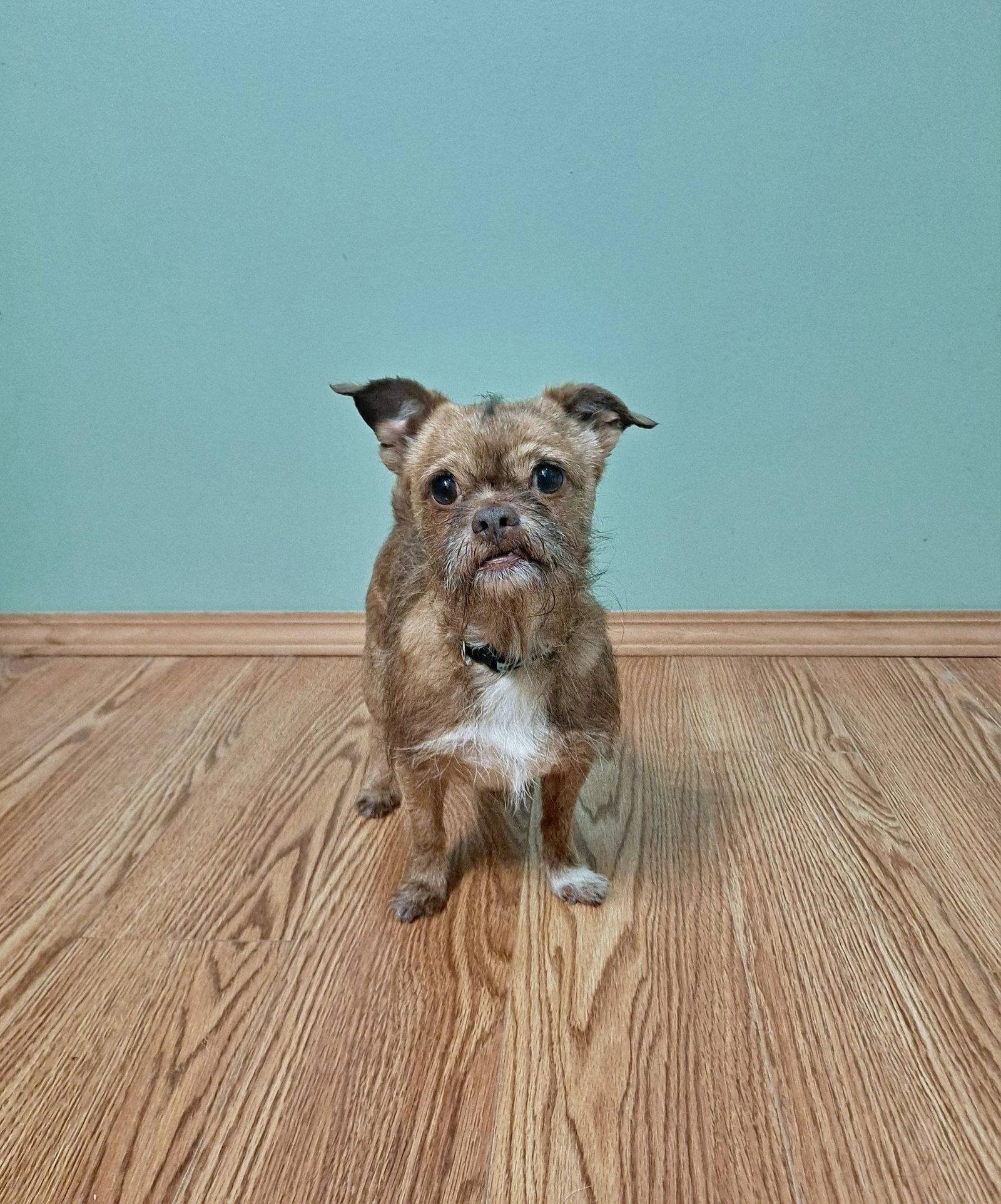 Ollie, a Adoptable Brussels Griffon in Fairmont, WV image 2/3