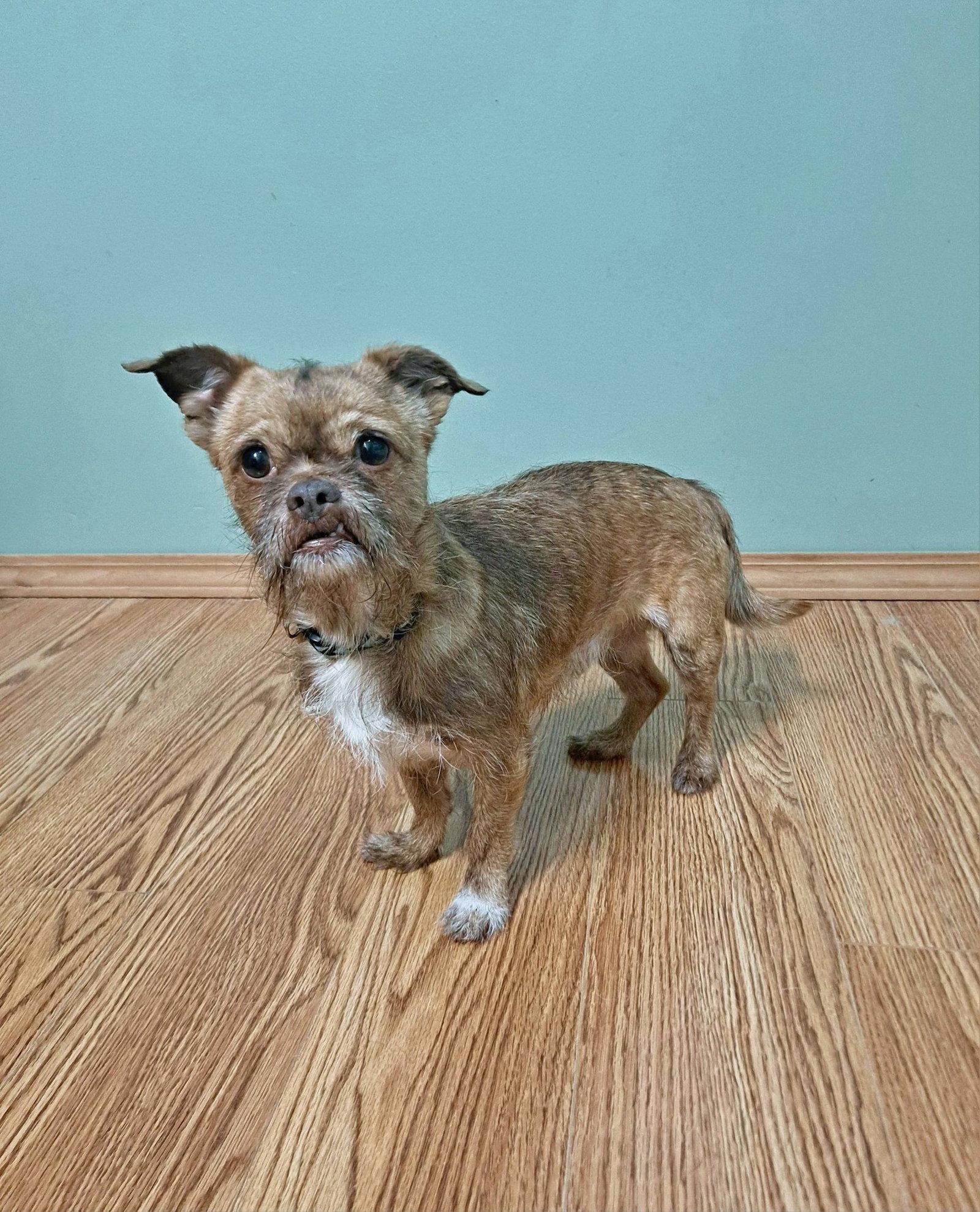 Ollie, a Adoptable Brussels Griffon in Fairmont, WV image 3/3