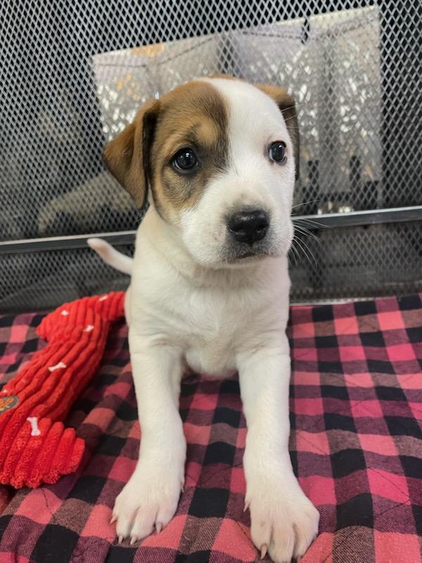 Enlarge Harriett, a Adoptable mixed breed in Kirksville, MO image 1/1