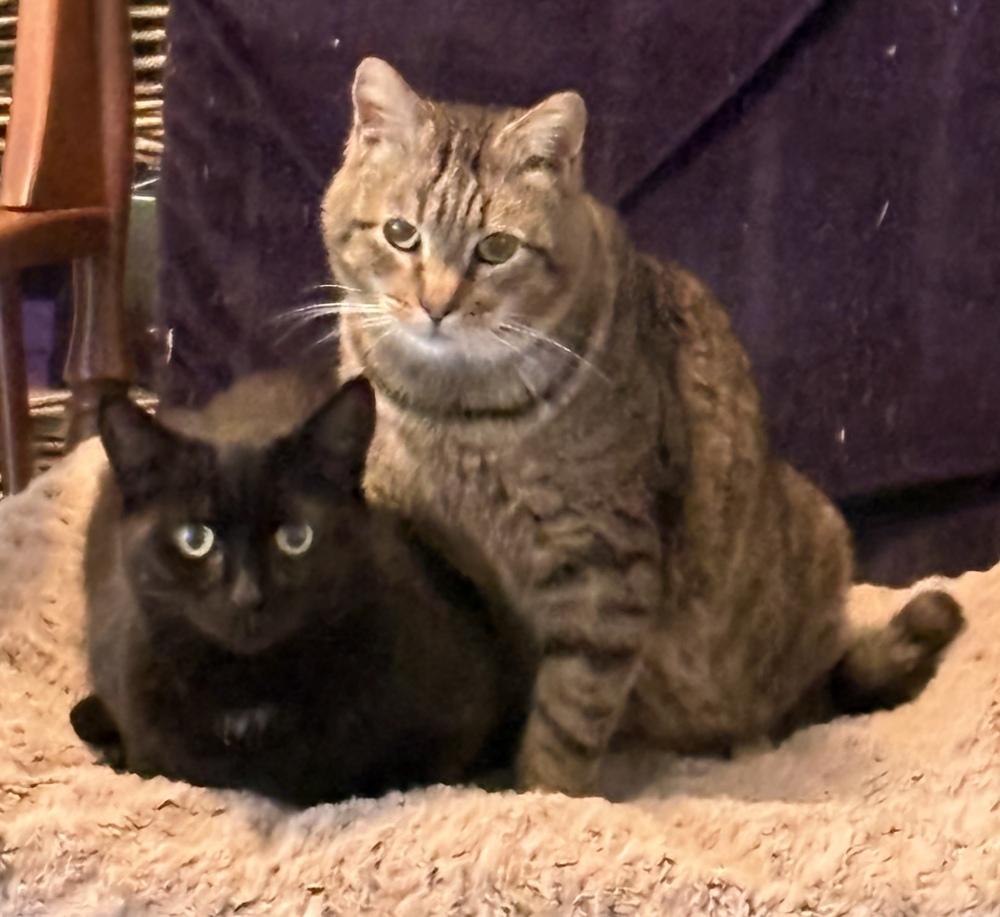 Tom Tom, Adoptable, Young Male Domestic Short Hair.