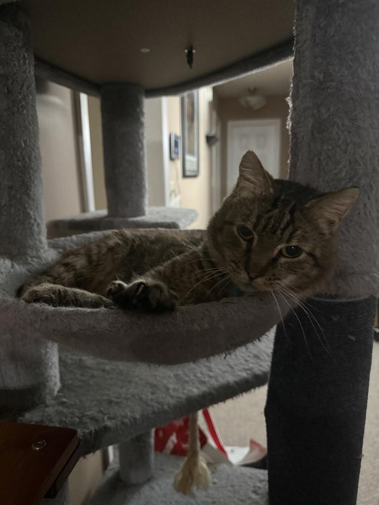 Tom Tom, a Adoptable mixed breed in Harpers Ferry, WV image 1/3