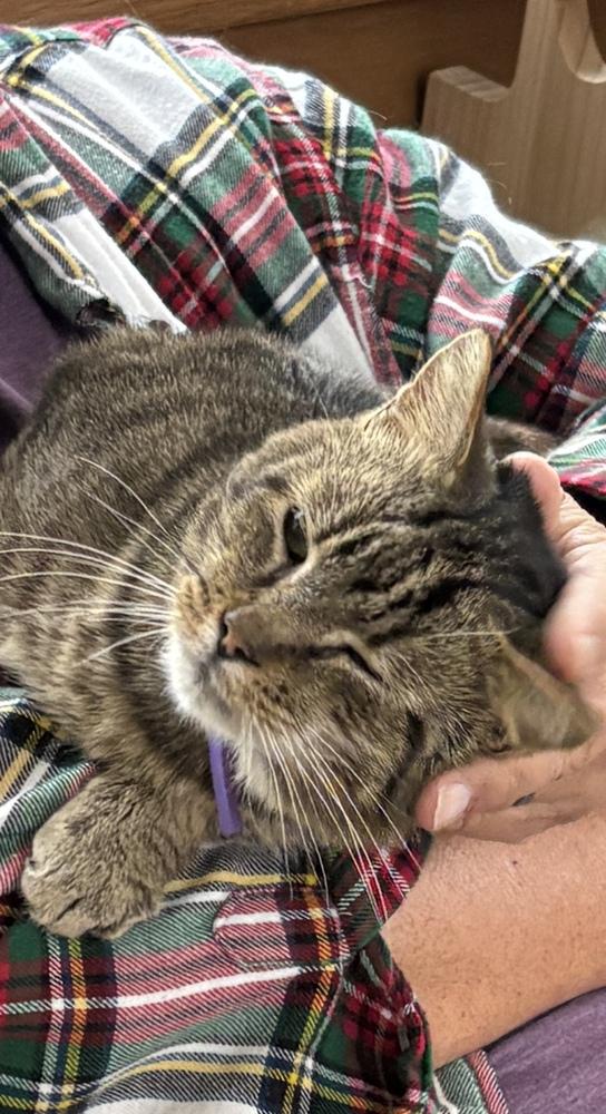 Enlarge Tom Tom, a Adoptable mixed breed in Harpers Ferry, WV image 2/3