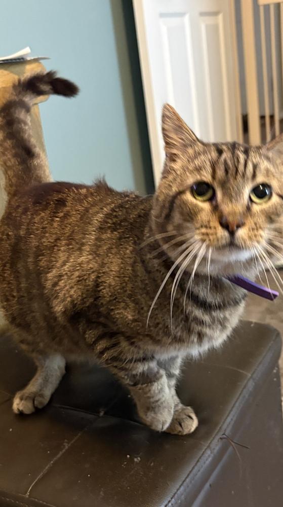 Enlarge Tom Tom, a Adoptable mixed breed in Harpers Ferry, WV image 3/3