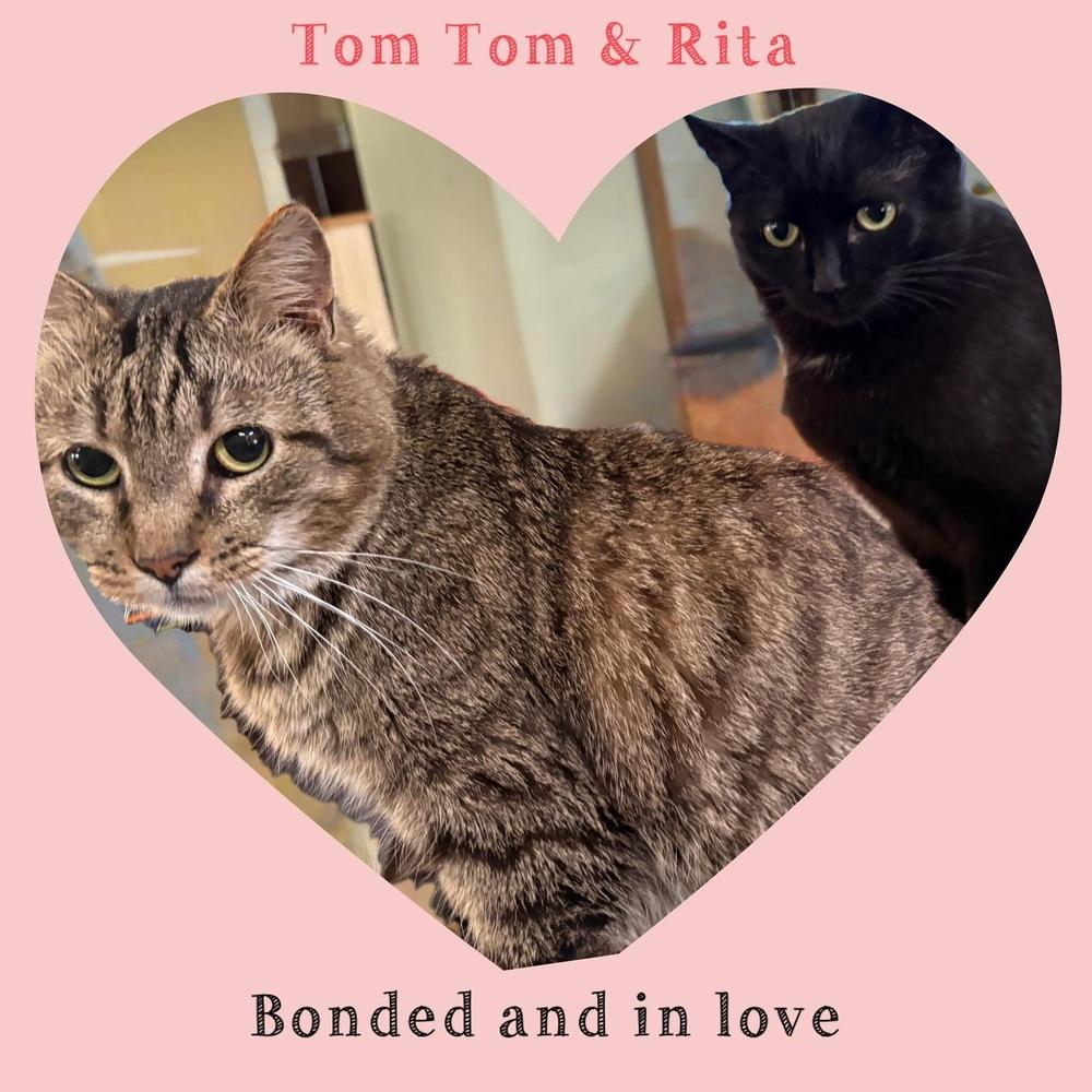 Enlarge Tom Tom, a Adoptable mixed breed in Harpers Ferry, WV image 4/4