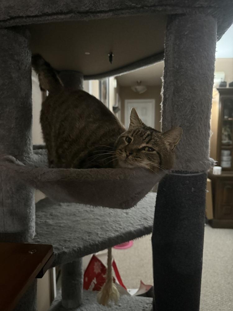 Tom Tom, a Adoptable mixed breed in Harpers Ferry, WV image 2/3