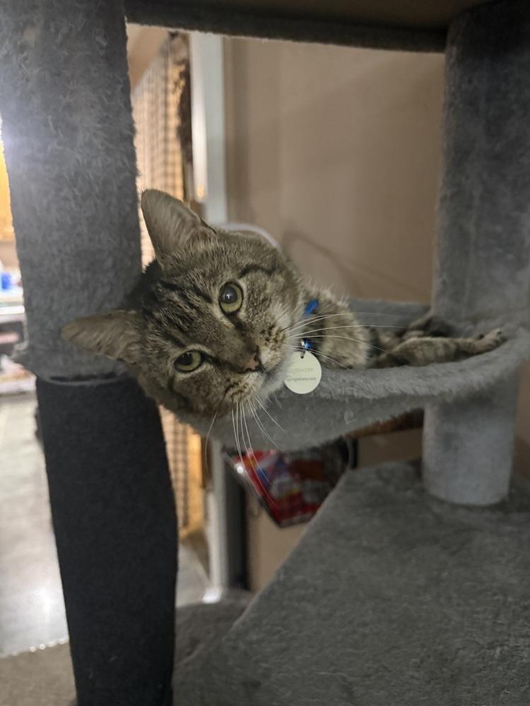 Tom Tom, a Adoptable mixed breed in Harpers Ferry, WV image 3/3