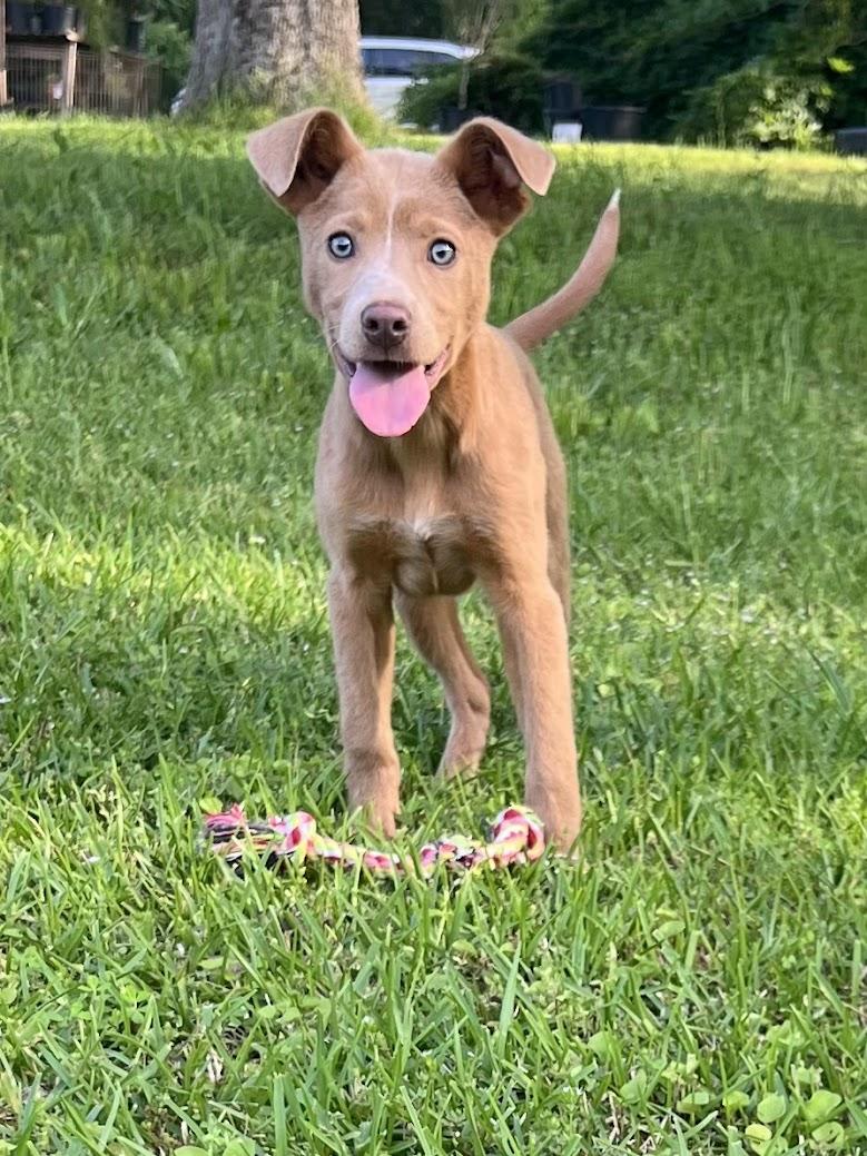 STARR, Baby Female Labrador Retriever
