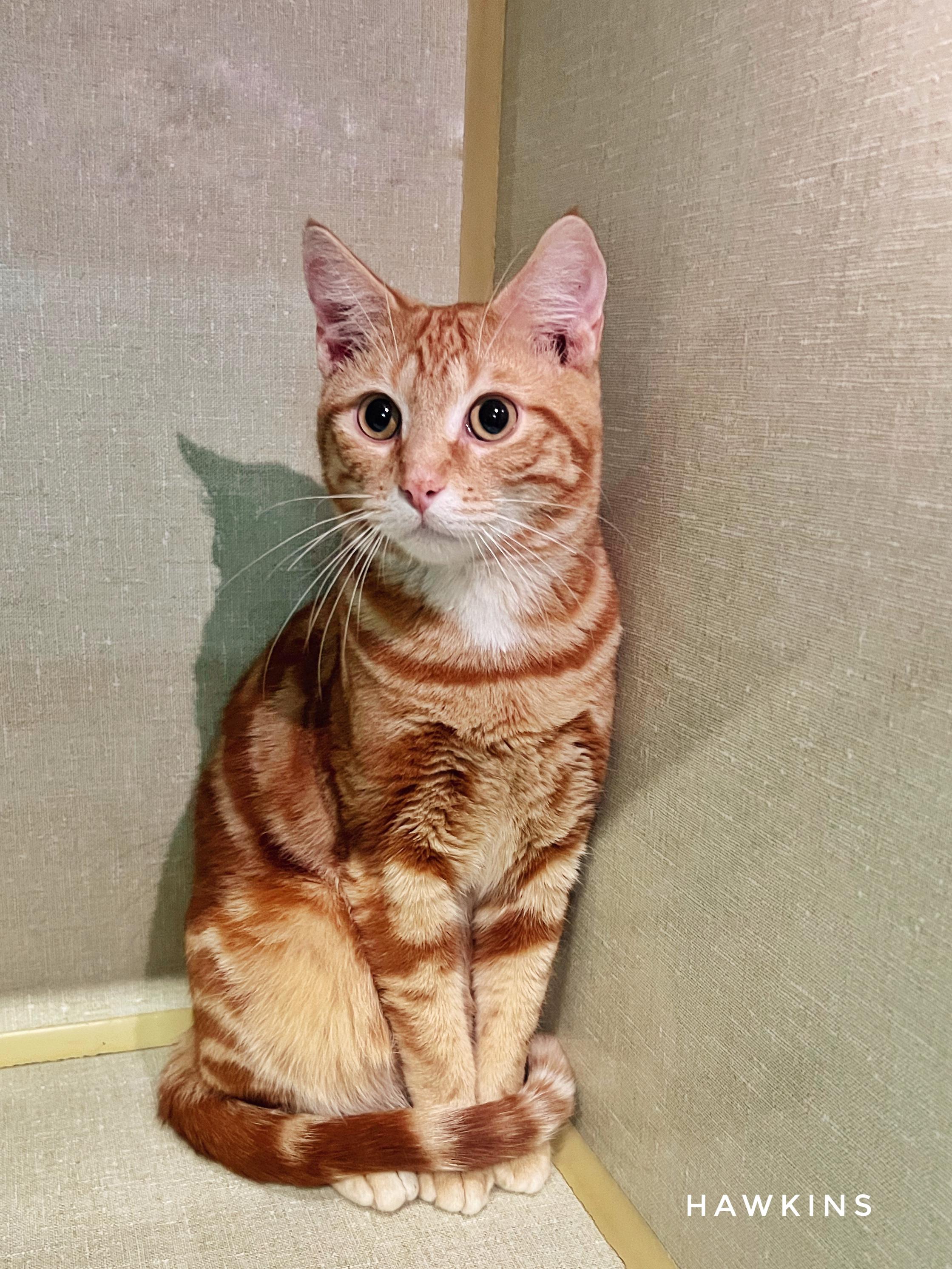 Enlarge Hawkin, a Adoptable Domestic Short Hair in Peace River, AB image 1/1