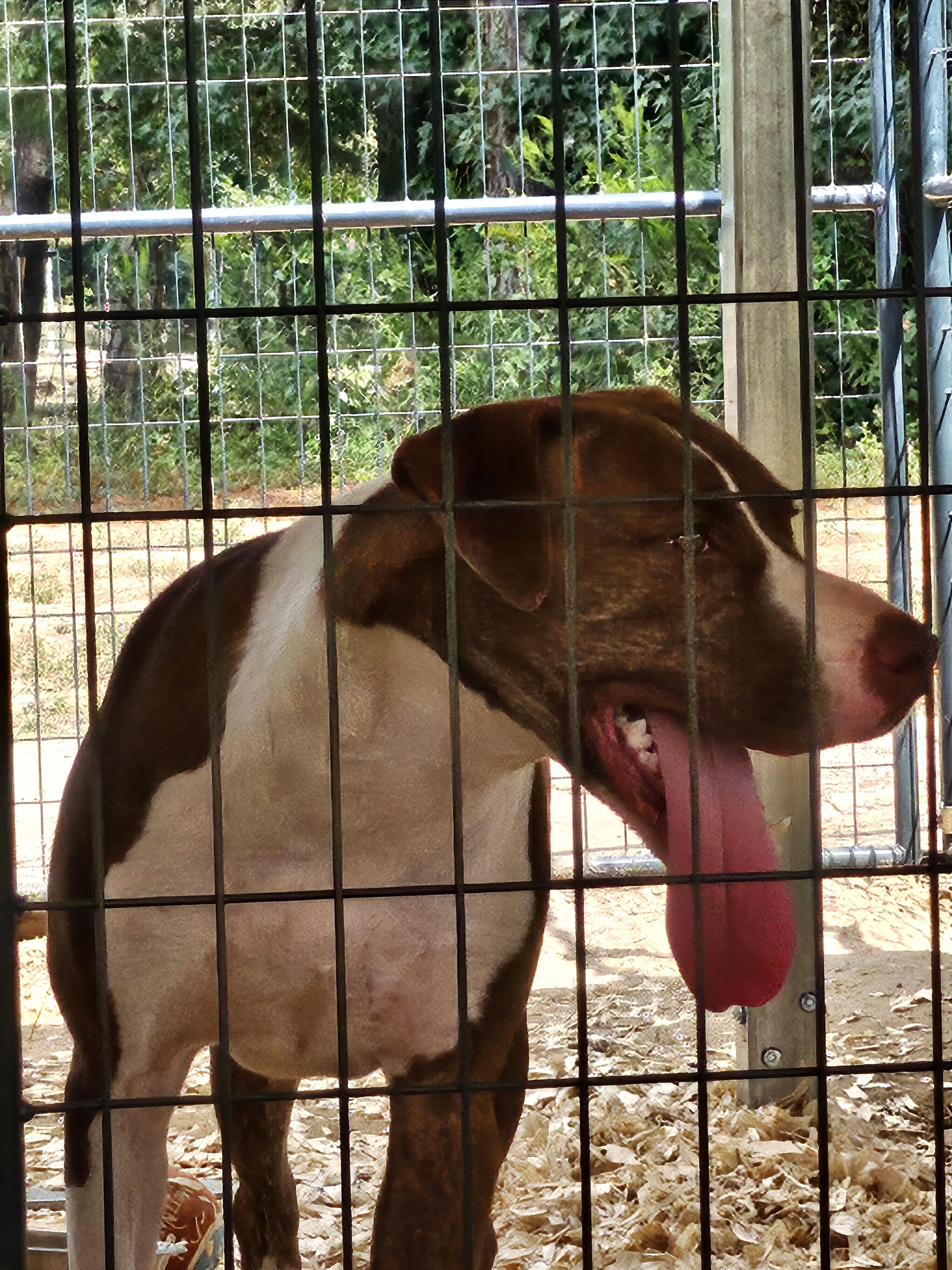 Baxter2, a Adoptable mixed breed in St. George, SC image 2/6