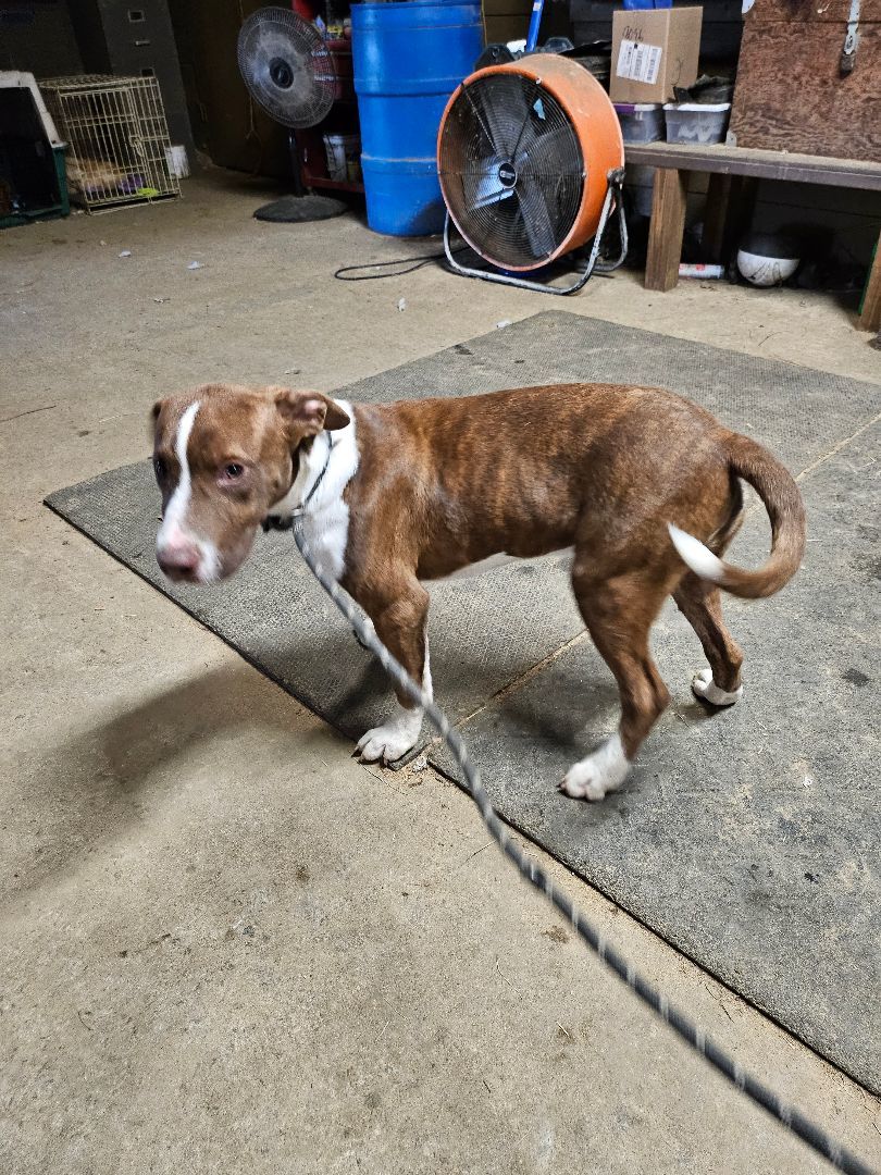 Baxter2, a Adoptable mixed breed in St. George, SC image 3/6
