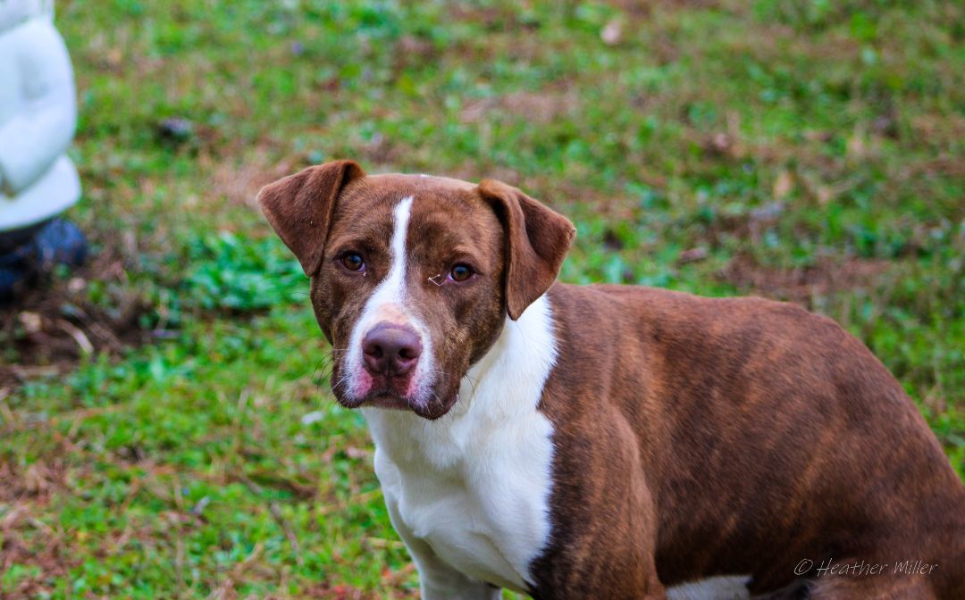 Baxter2, a Adoptable mixed breed in St. George, SC image 4/6