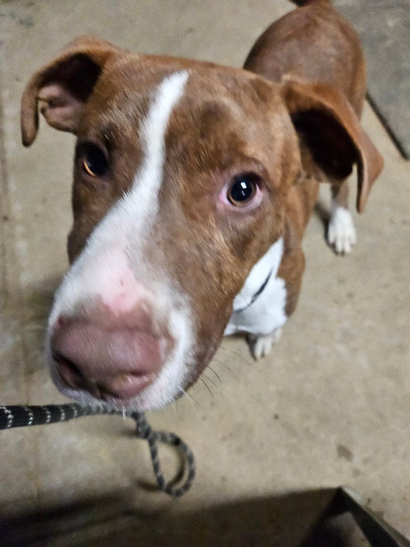 Baxter2, a Adoptable mixed breed in St. George, SC image 5/6