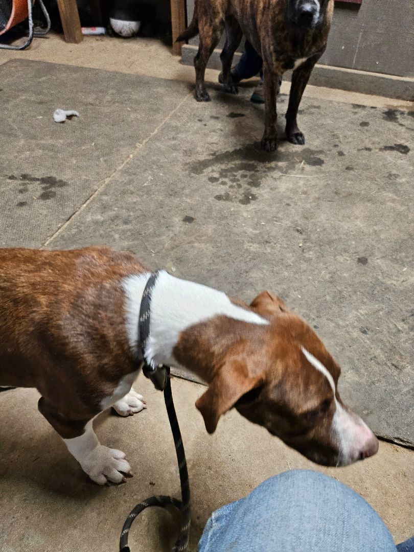 Baxter2, a Adoptable mixed breed in St. George, SC image 6/6