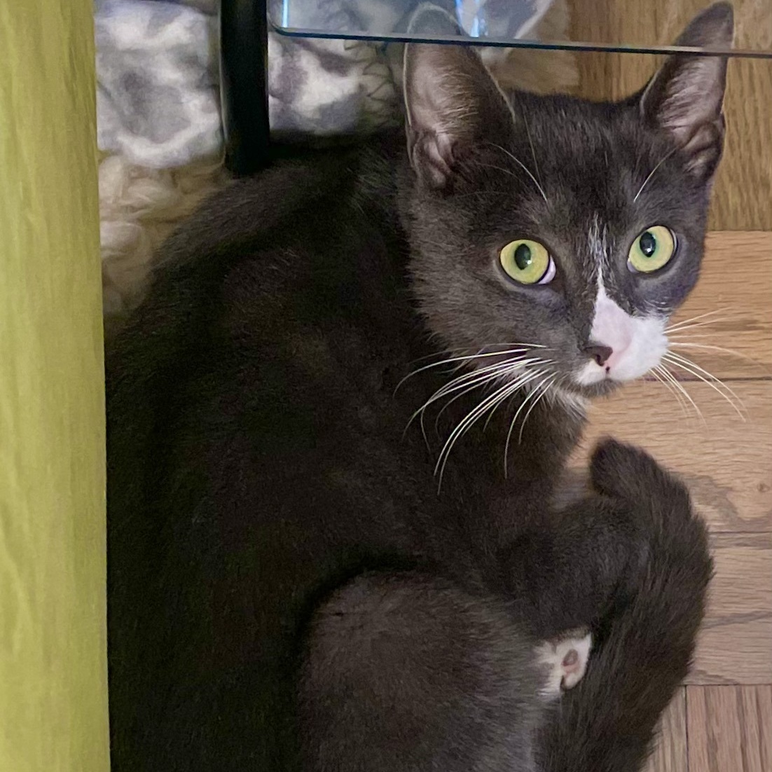 Enlarge Socks, a Adoptable Domestic Short Hair in New York, NY image 6/6