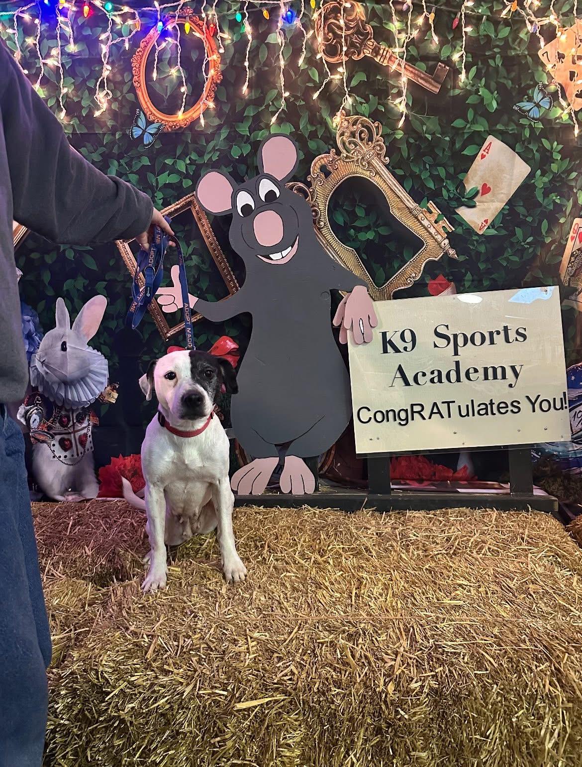 Enlarge Bonn, a ADOPTABLE mixed breed in Bethel Park, PA image 4/5