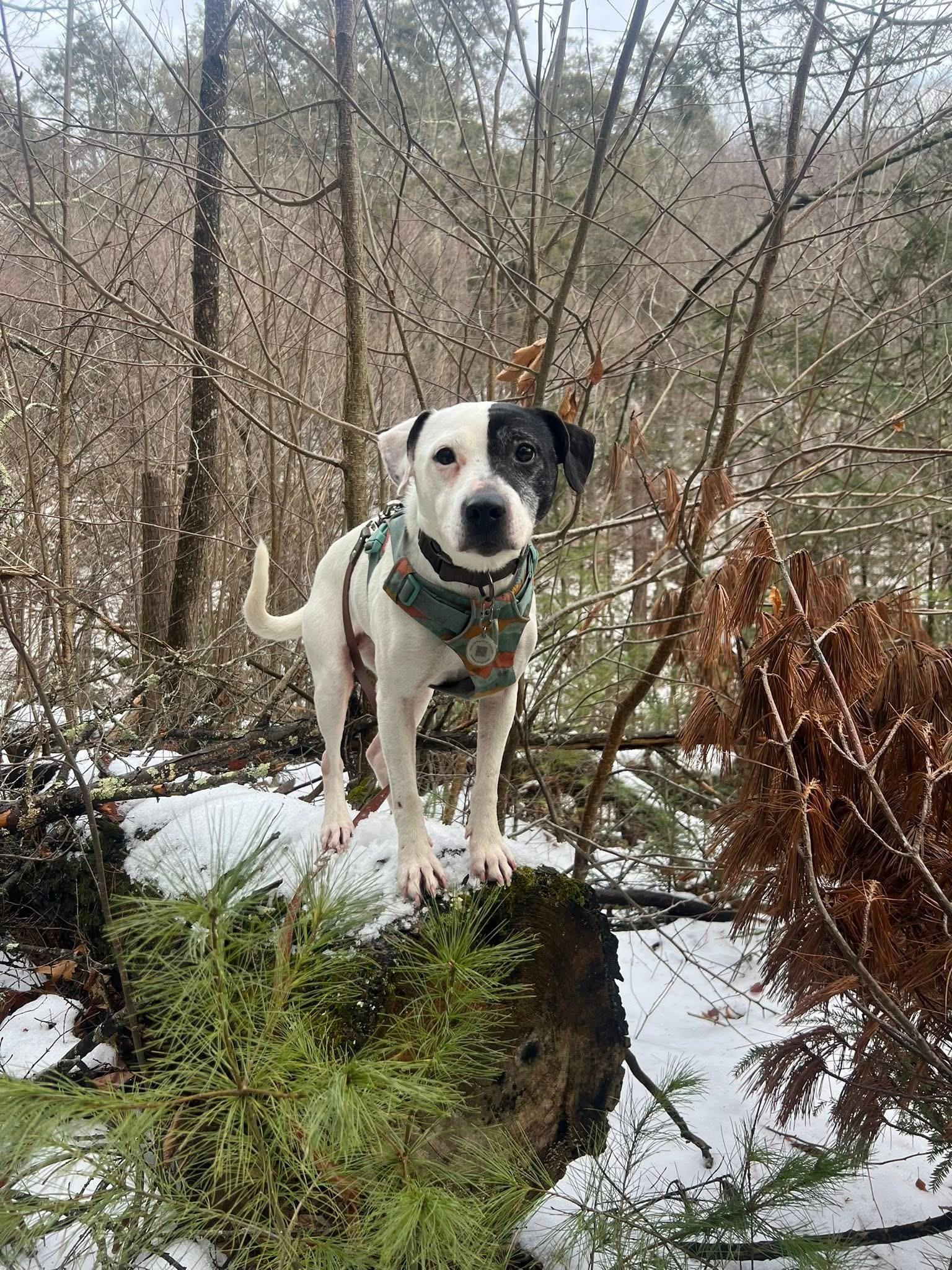 Enlarge Bonn, a ADOPTABLE mixed breed in Bethel Park, PA image 1/5