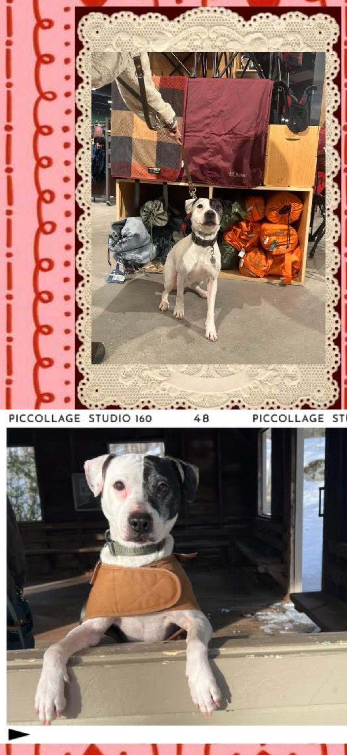 Enlarge Bonn, a ADOPTABLE mixed breed in Bethel Park, PA image 5/5