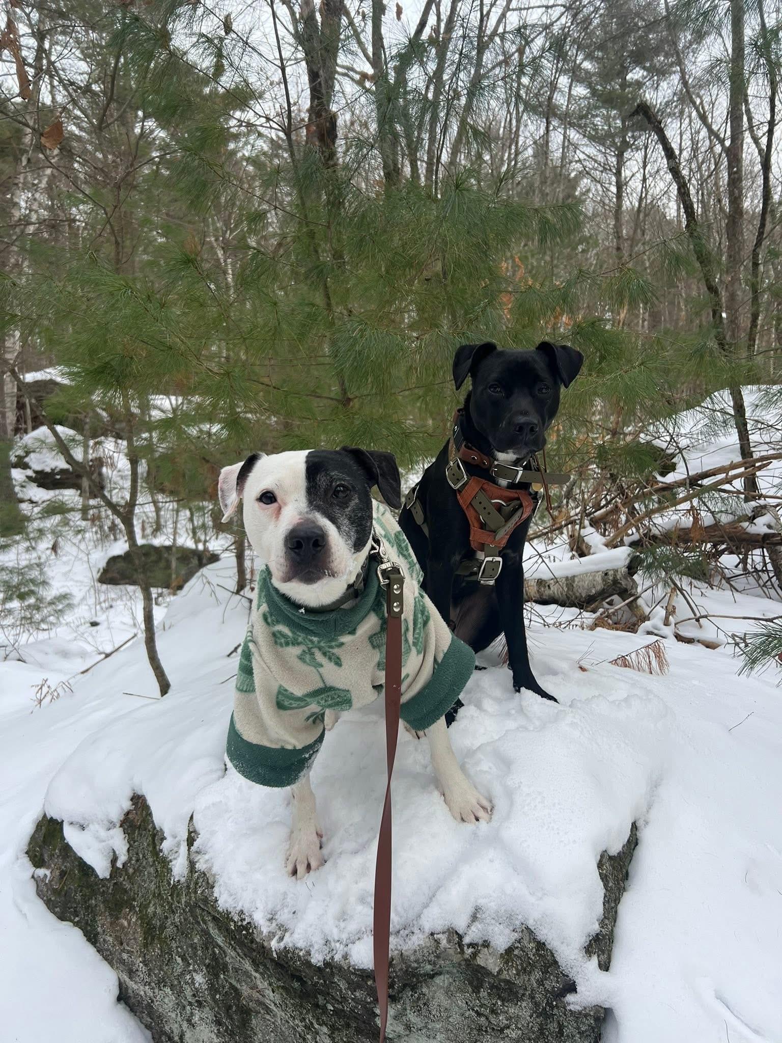Enlarge Bonn, a ADOPTABLE mixed breed in Bethel Park, PA image 3/5