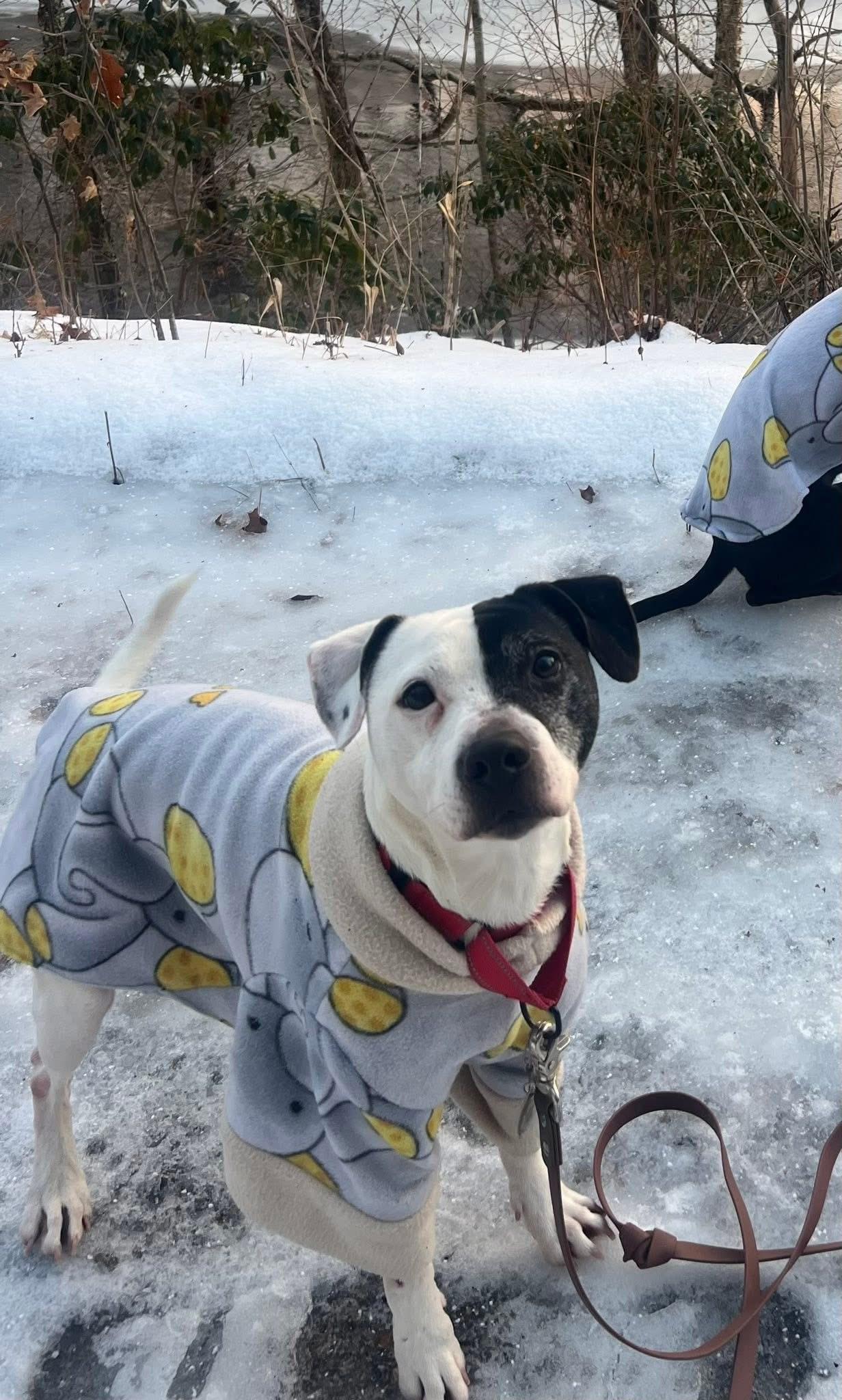 Enlarge Bonn, a ADOPTABLE mixed breed in Bethel Park, PA image 2/5